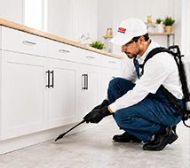 Kassem Pest Control Sydney pest control website preview